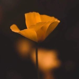 Meet your Posher, Bibi